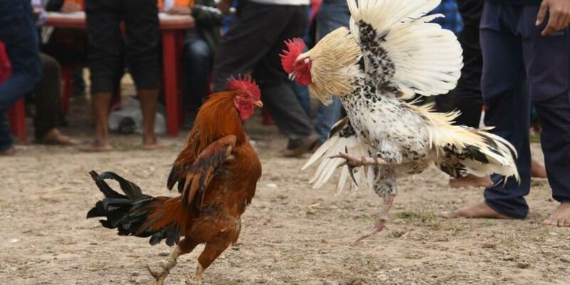 Kinh nghiệm chơi đá gà 3389 dễ dàng thắng lớn