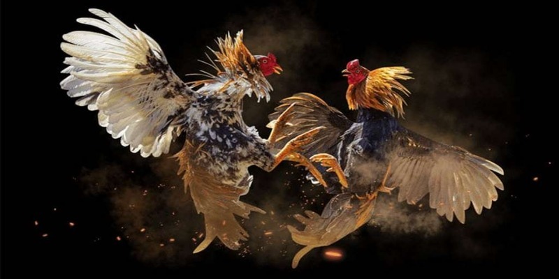 Giới thiệu thông tin về trò chơi đá gà cựa dao trực tuyến